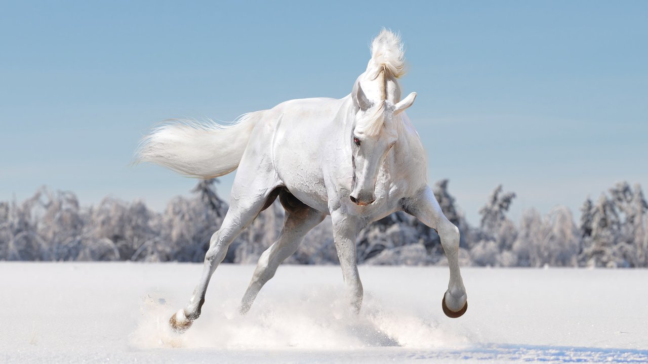 Обои лошадь, снег, зима, поле, белый, конь, horse, snow, winter, field, white разрешение 7456x5440 Загрузить
