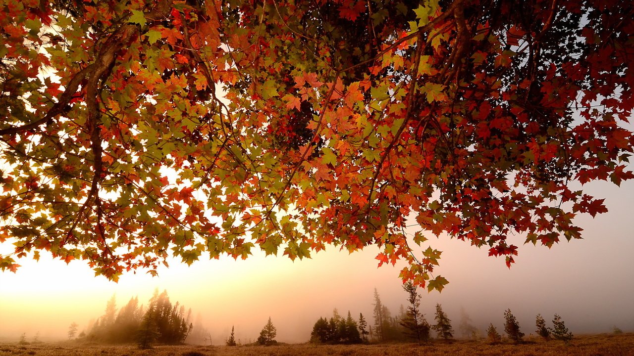 Обои листья, туман, ветки, осень, клен, кленовый лист, leaves, fog, branches, autumn, maple, maple leaf разрешение 2048x1356 Загрузить