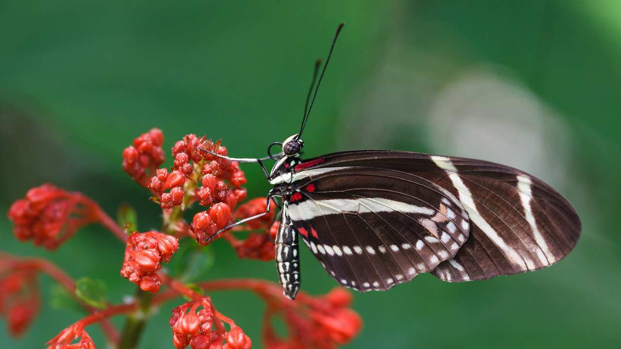 Обои насекомое, цветок, бабочка, крылья, растение, мотылек, insect, flower, butterfly, wings, plant, moth разрешение 2048x1365 Загрузить