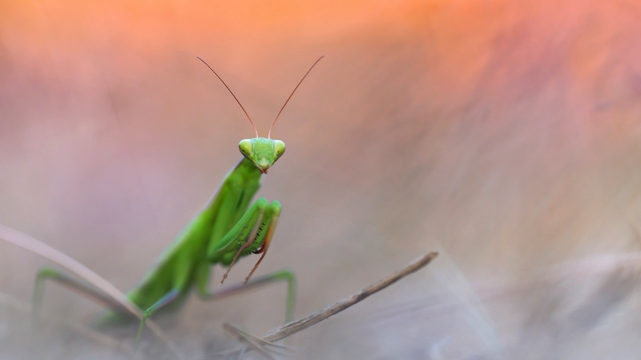 Обои природа, насекомое, фон, богомол, nature, insect, background, mantis разрешение 2048x1302 Загрузить