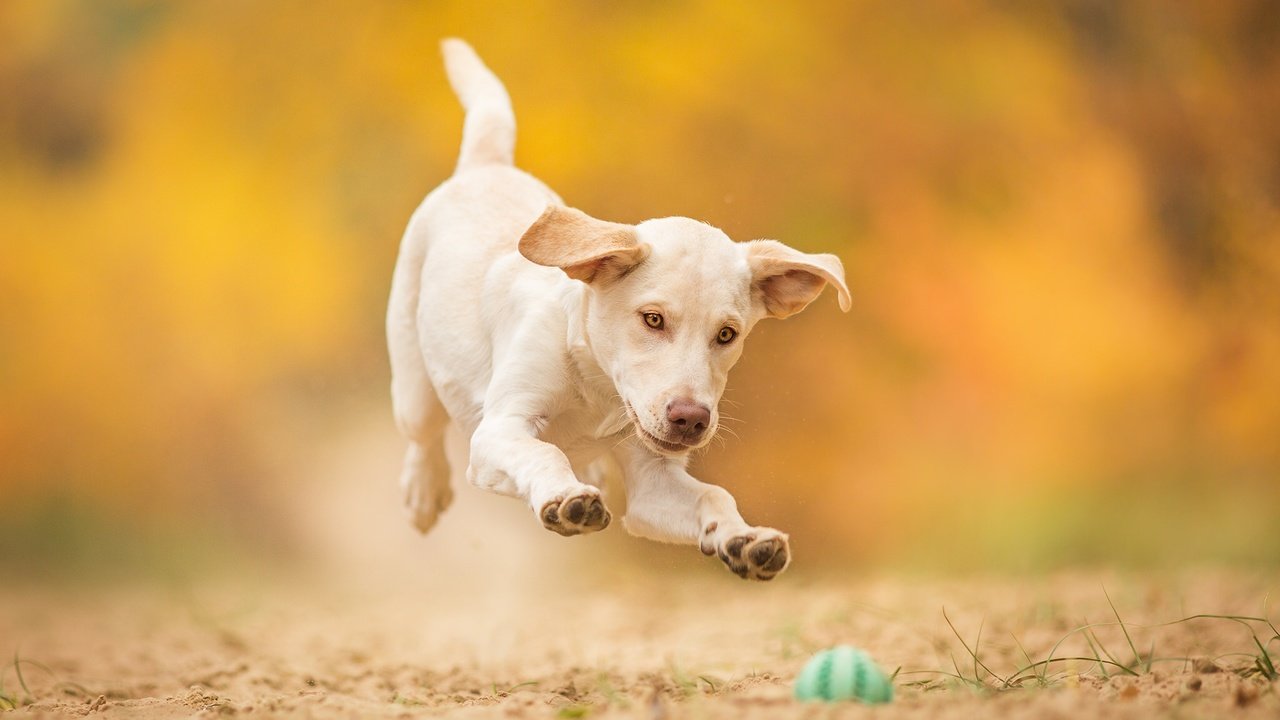 Обои собака, прыжок, щенок, игра, мячик, dog, jump, puppy, the game, the ball разрешение 2048x1300 Загрузить