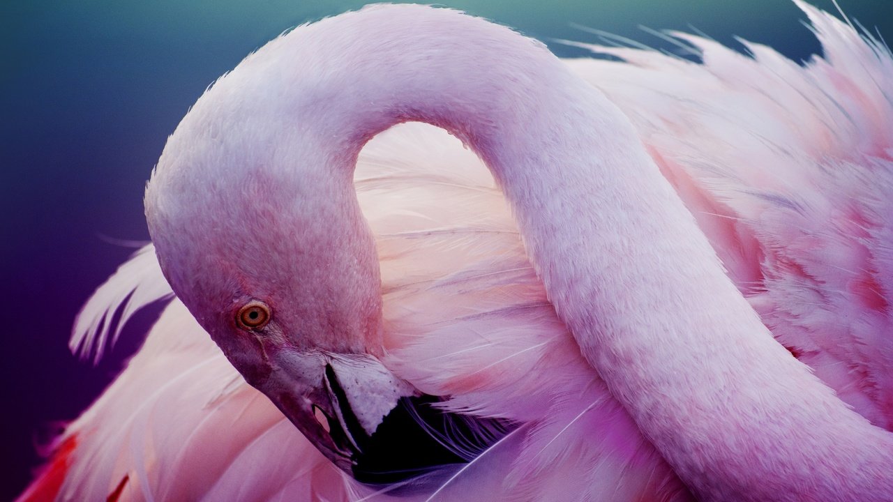 Обои фламинго, птица, розовый, перья, шея, flamingo, bird, pink, feathers, neck разрешение 2880x1920 Загрузить