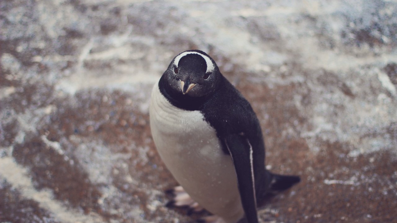 Обои взгляд, птица, животное, пингвин, look, bird, animal, penguin разрешение 5184x3456 Загрузить