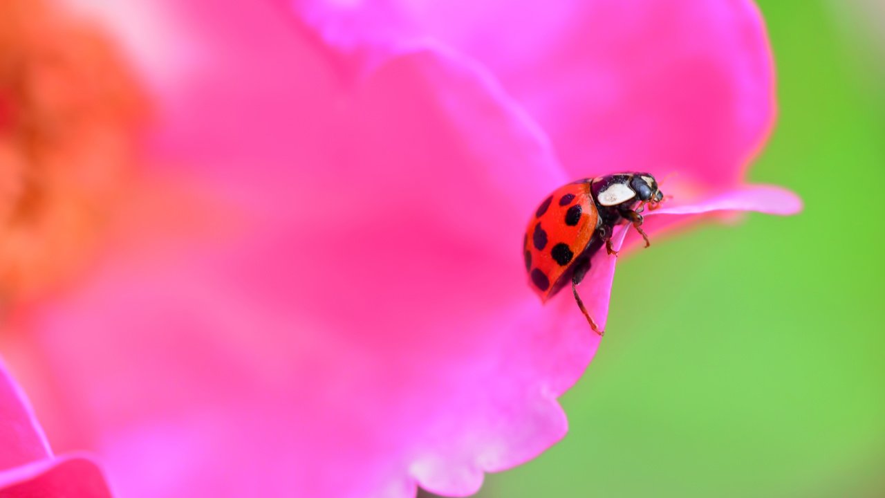 Обои жук, насекомое, цветок, лепестки, божья коровка, beetle, insect, flower, petals, ladybug разрешение 2880x1903 Загрузить