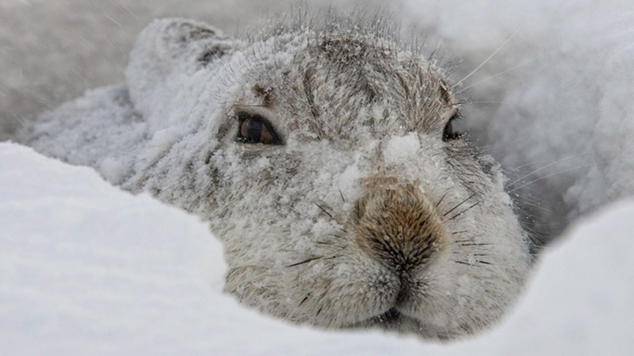 Обои снег, зима, мордочка, взгляд, заяц, заец, snow, winter, muzzle, look, hare, zayats разрешение 1920x1200 Загрузить