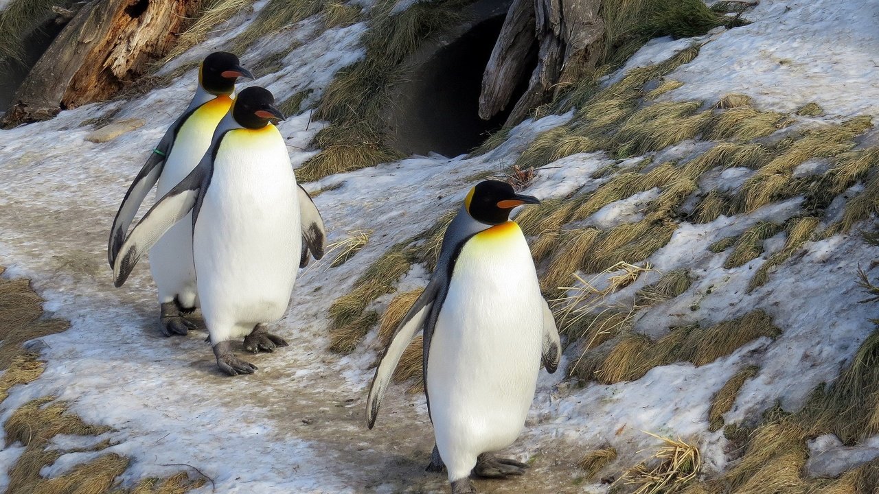 Обои животные, пингвины, животно е, animals, penguins разрешение 1920x1200 Загрузить