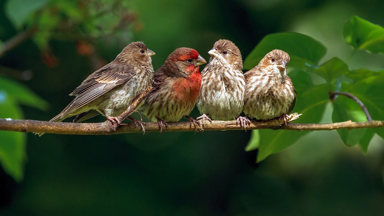 Обои ветка, природа, птицы, зяблик, branch, nature, birds, chaffinch разрешение 2880x1800 Загрузить