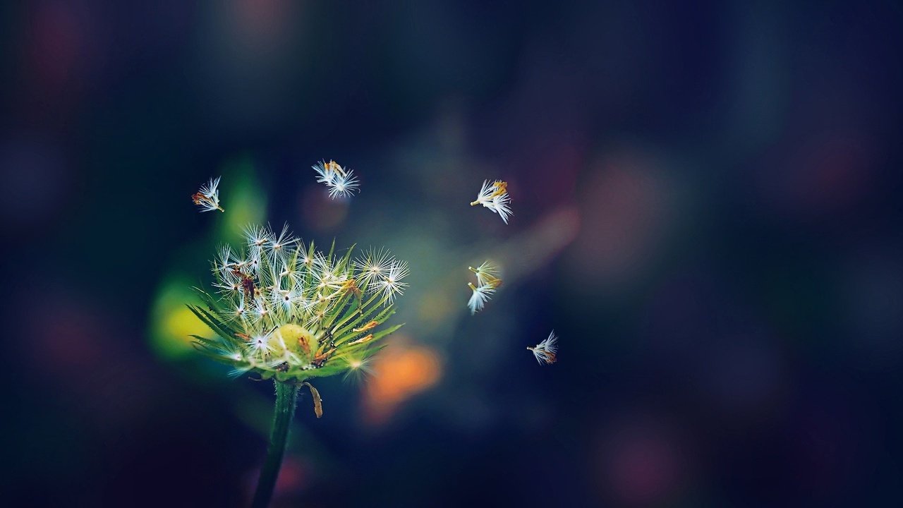 Обои макро, цветок, белый, одуванчик, семена, пушинки, macro, flower, white, dandelion, seeds, fuzzes разрешение 1920x1080 Загрузить