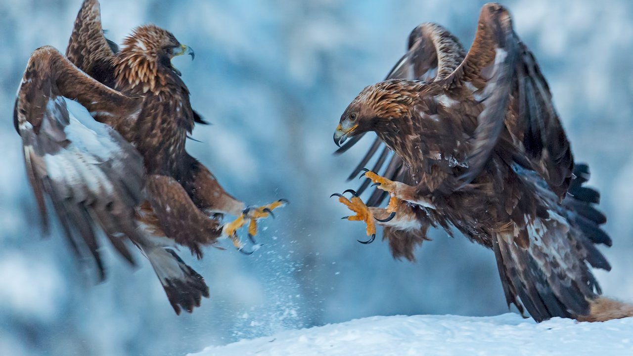 Обои снег, природа, крылья, птицы, клюв, когти, беркут, snow, nature, wings, birds, beak, claws, eagle разрешение 1920x1373 Загрузить