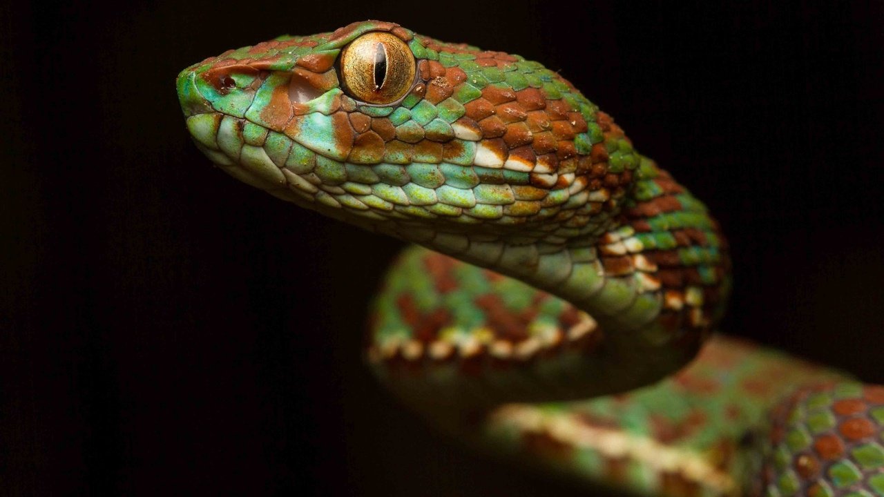 Обои фон, взгляд, змея, окрас, чешуя, рептилия, гадюка, пресмыкающееся, background, look, snake, color, scales, reptile, viper разрешение 2048x1292 Загрузить