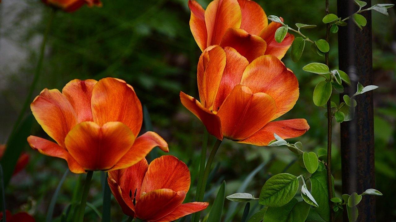 Обои весна, тюльпаны, апельсин, оранжевые, тульпаны, весенние, spring, tulips, orange разрешение 2880x1920 Загрузить