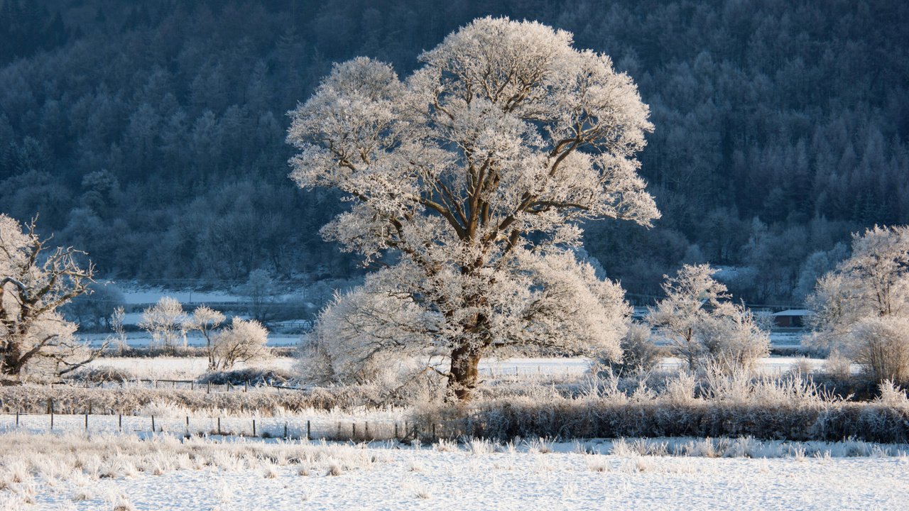 Обои трава, деревья, снег, природа, зима, пейзаж, ветки, иней, grass, trees, snow, nature, winter, landscape, branches, frost разрешение 1920x1200 Загрузить