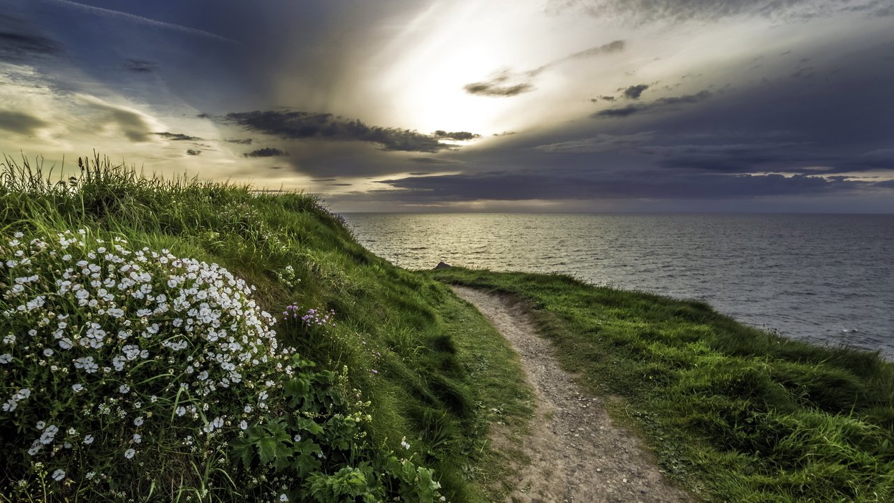 Обои цветы, трава, природа, берег, море, тропа, flowers, grass, nature, shore, sea, trail разрешение 2560x1440 Загрузить