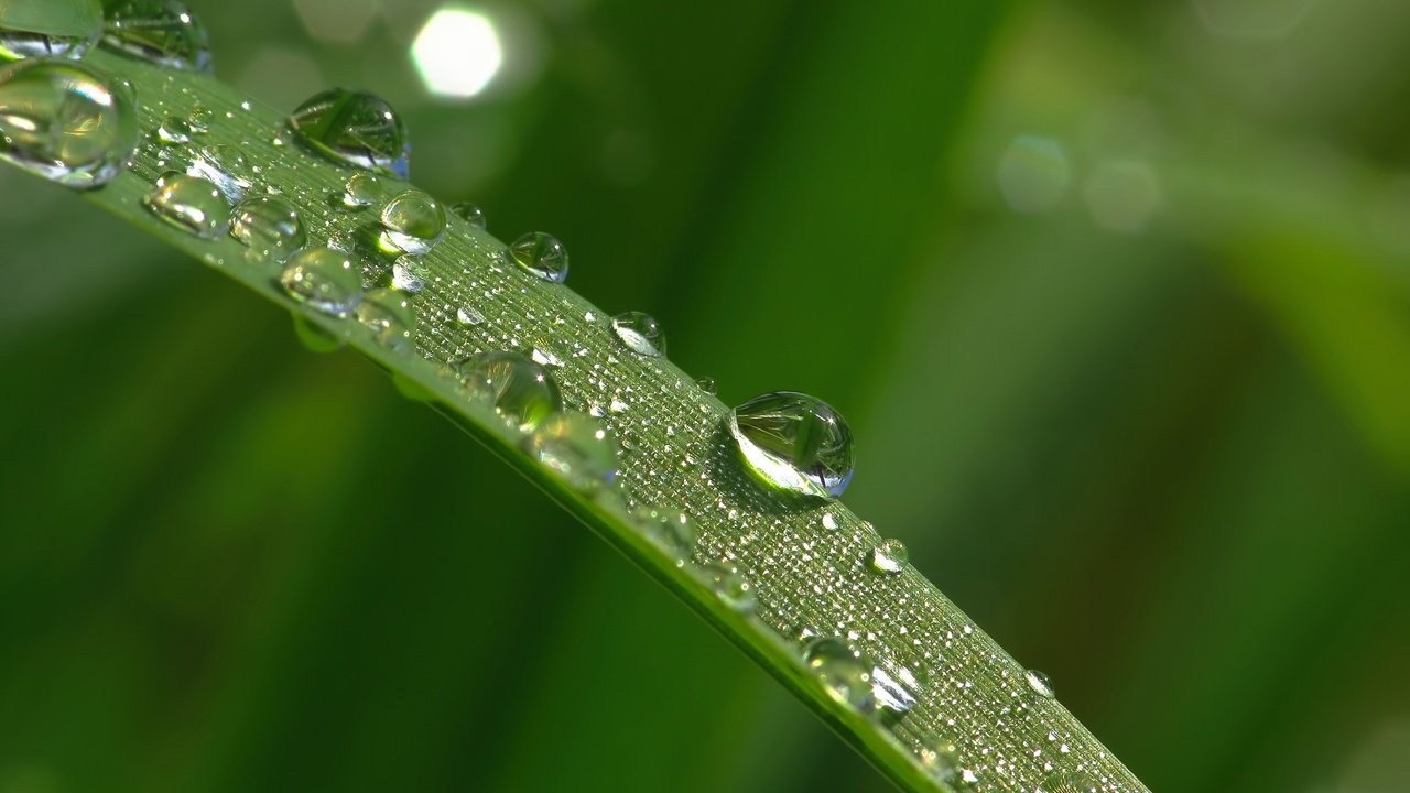 Обои трава, макро, утро, роса, капли, травинка,  листья, грин, grass, macro, morning, rosa, drops, a blade of grass, leaves, green разрешение 4000x3000 Загрузить