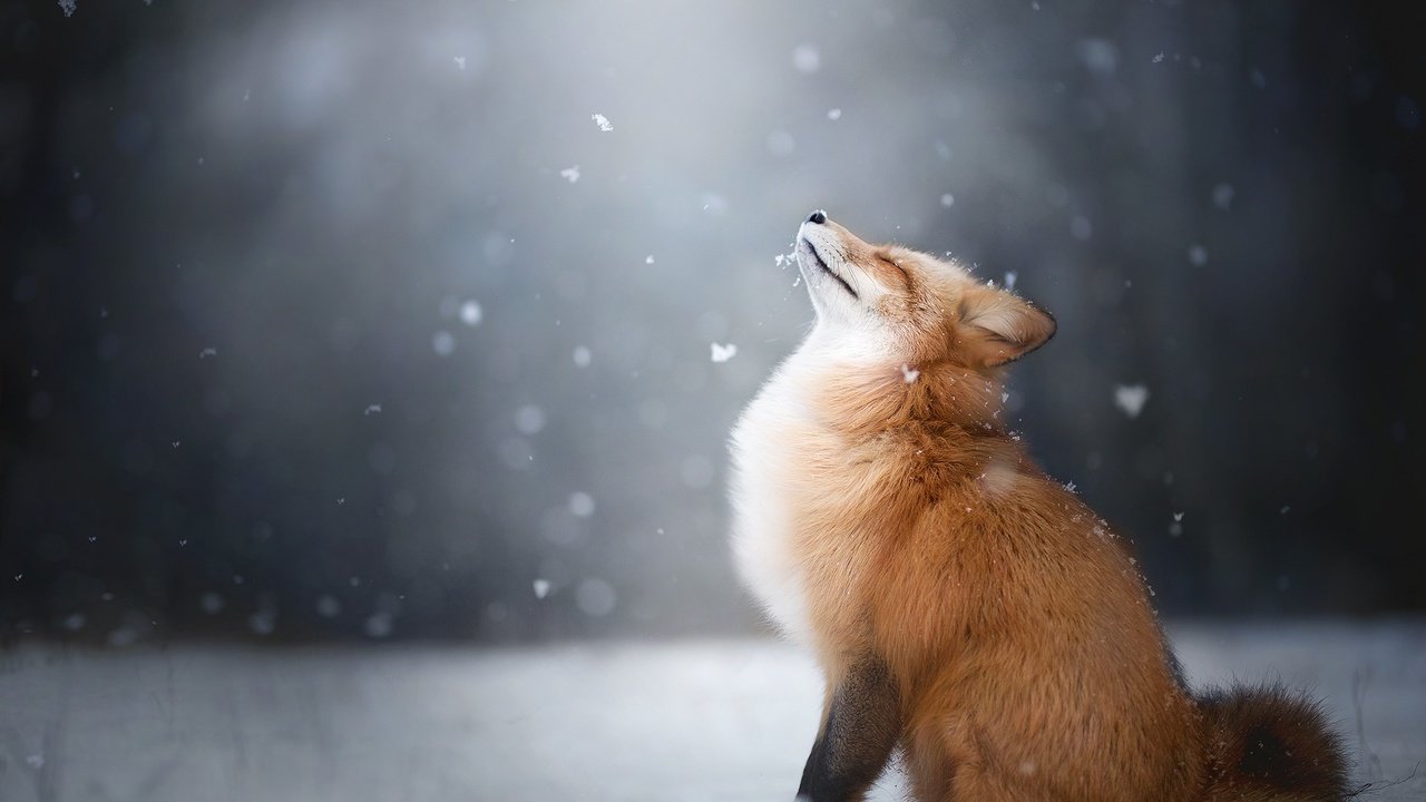 Обои снег, снежинки, лиса, лисица, животное, snow, snowflakes, fox, animal разрешение 2048x1365 Загрузить