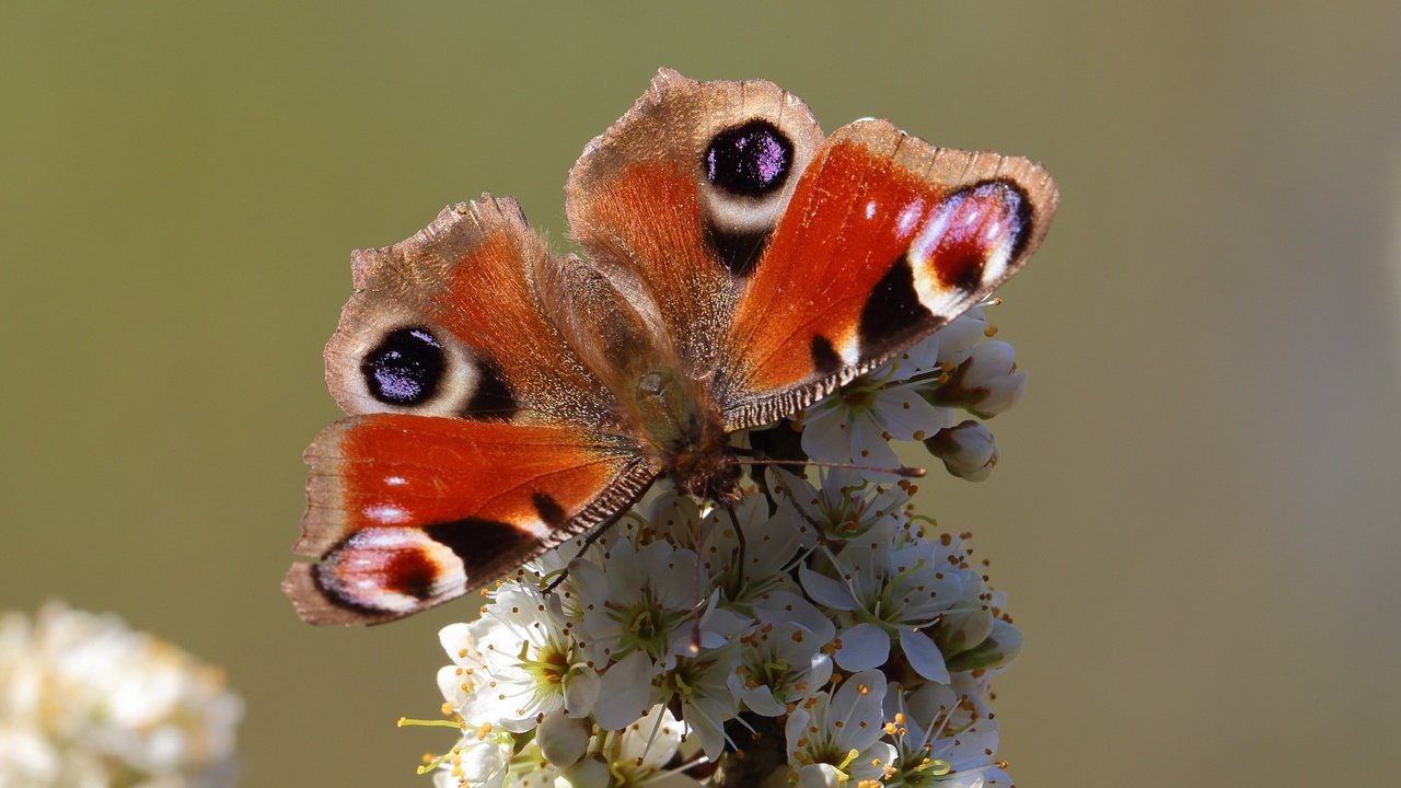 Обои насекомое, бабочка, животное, цветки, insect, butterfly, animal, flowers разрешение 4104x2767 Загрузить