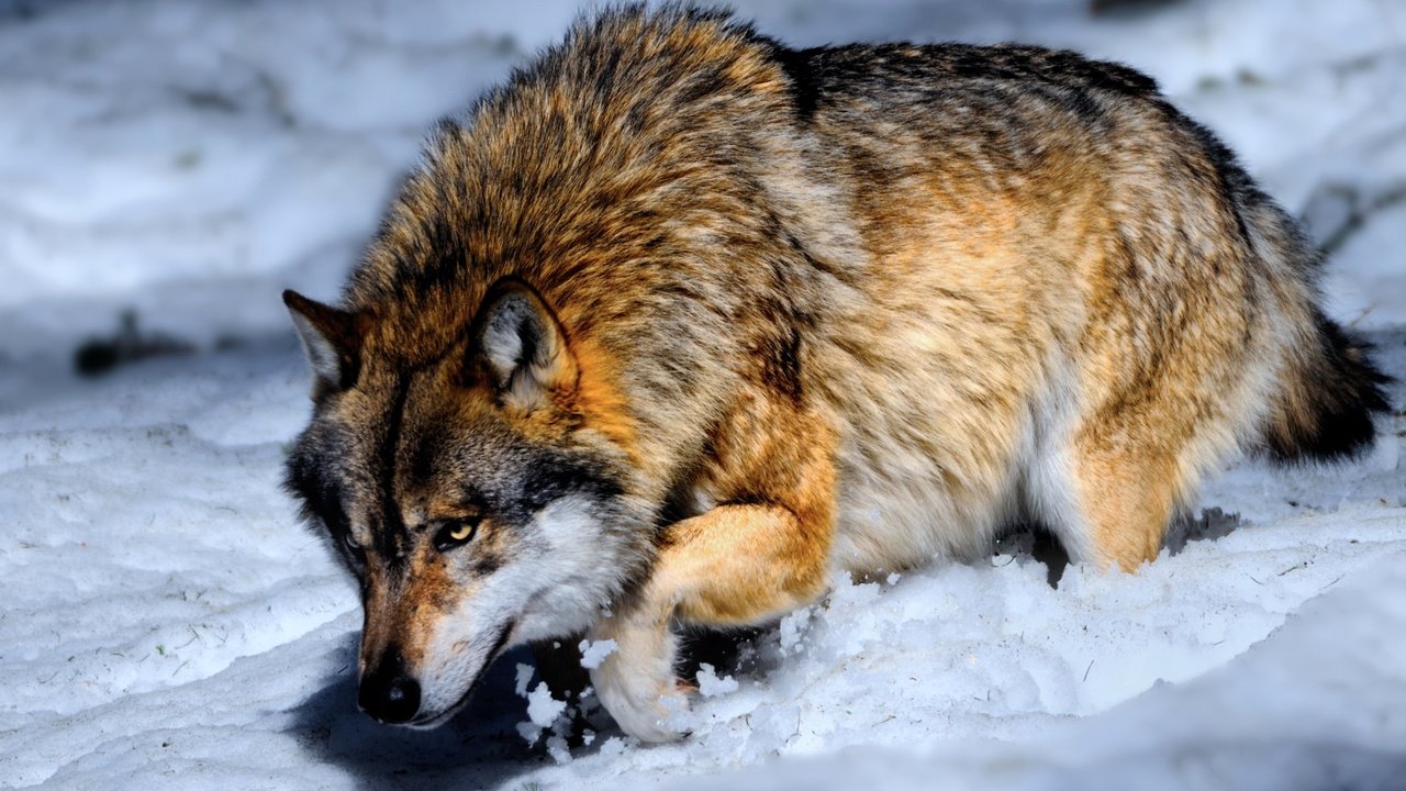 Обои снег, зима, хищник, волк, snow, winter, predator, wolf разрешение 2651x1700 Загрузить