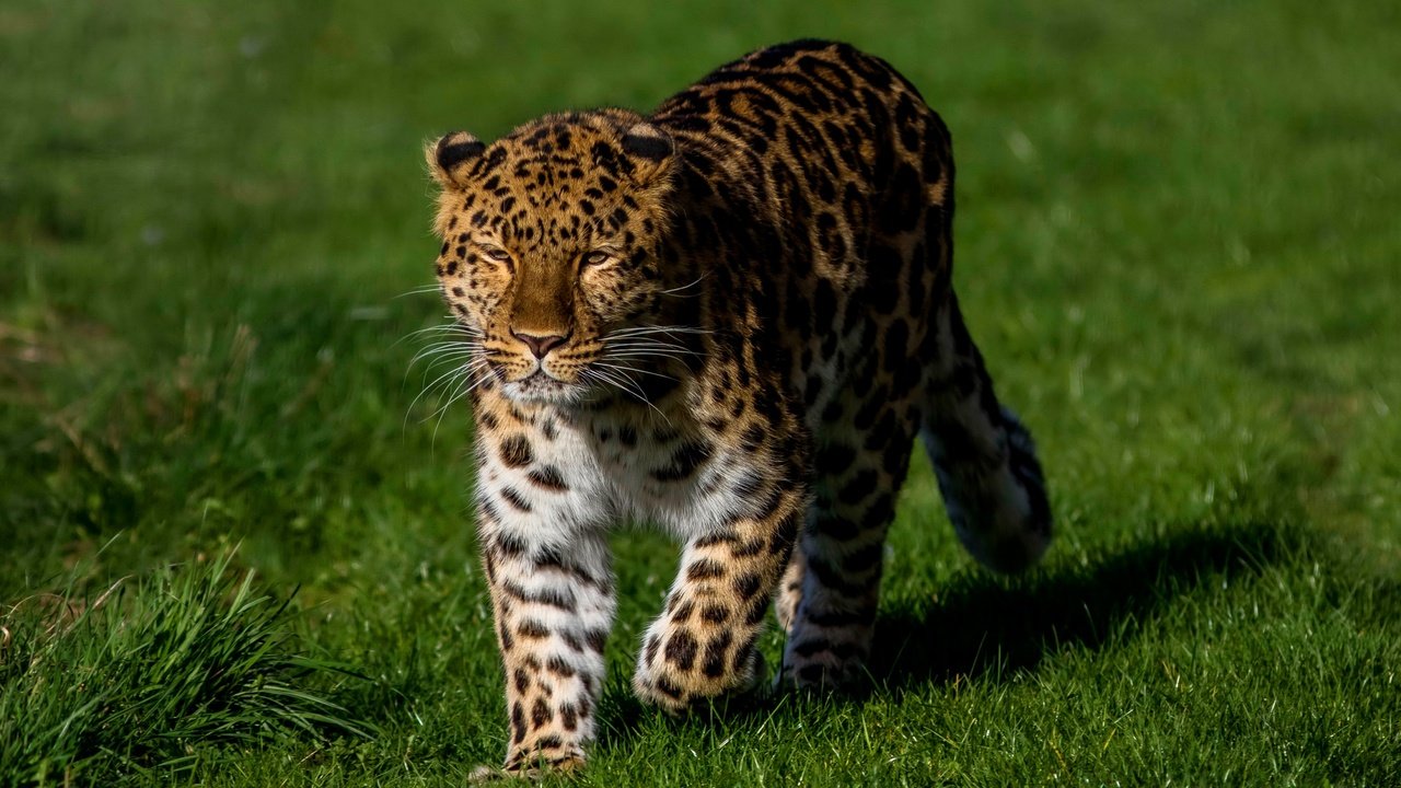 Обои трава, солнце, зелень, леопард, хищник, grass, the sun, greens, leopard, predator разрешение 3050x1800 Загрузить
