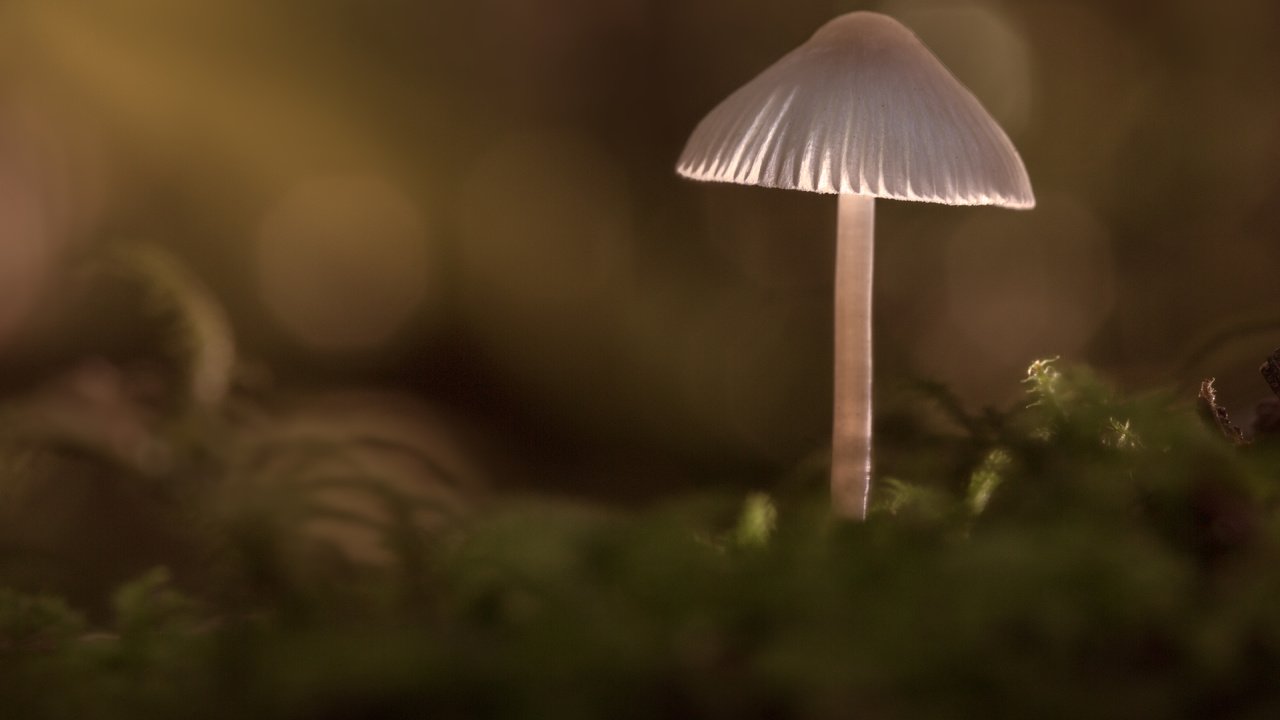Обои природа, лес, фон, грибы, гриб, sophiaspurgin, alone in the woods, nature, forest, background, mushrooms, mushroom разрешение 5760x3840 Загрузить