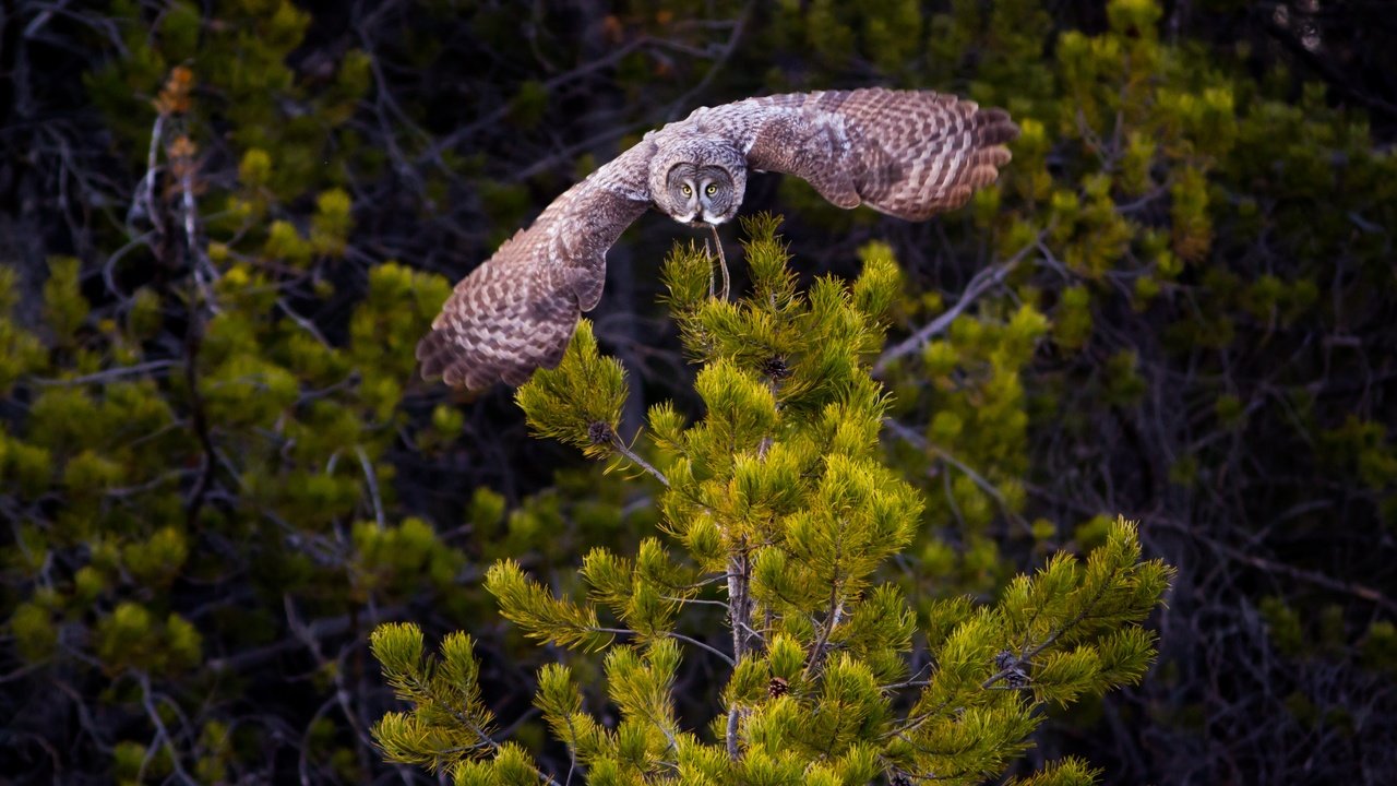 Обои сова, природа, лес, полет, крылья, птица, неясыть, owl, nature, forest, flight, wings, bird разрешение 4222x2815 Загрузить