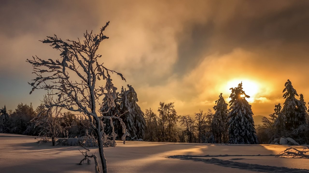 Обои деревья, солнце, снег, лес, закат, зима, trees, the sun, snow, forest, sunset, winter разрешение 2048x1272 Загрузить