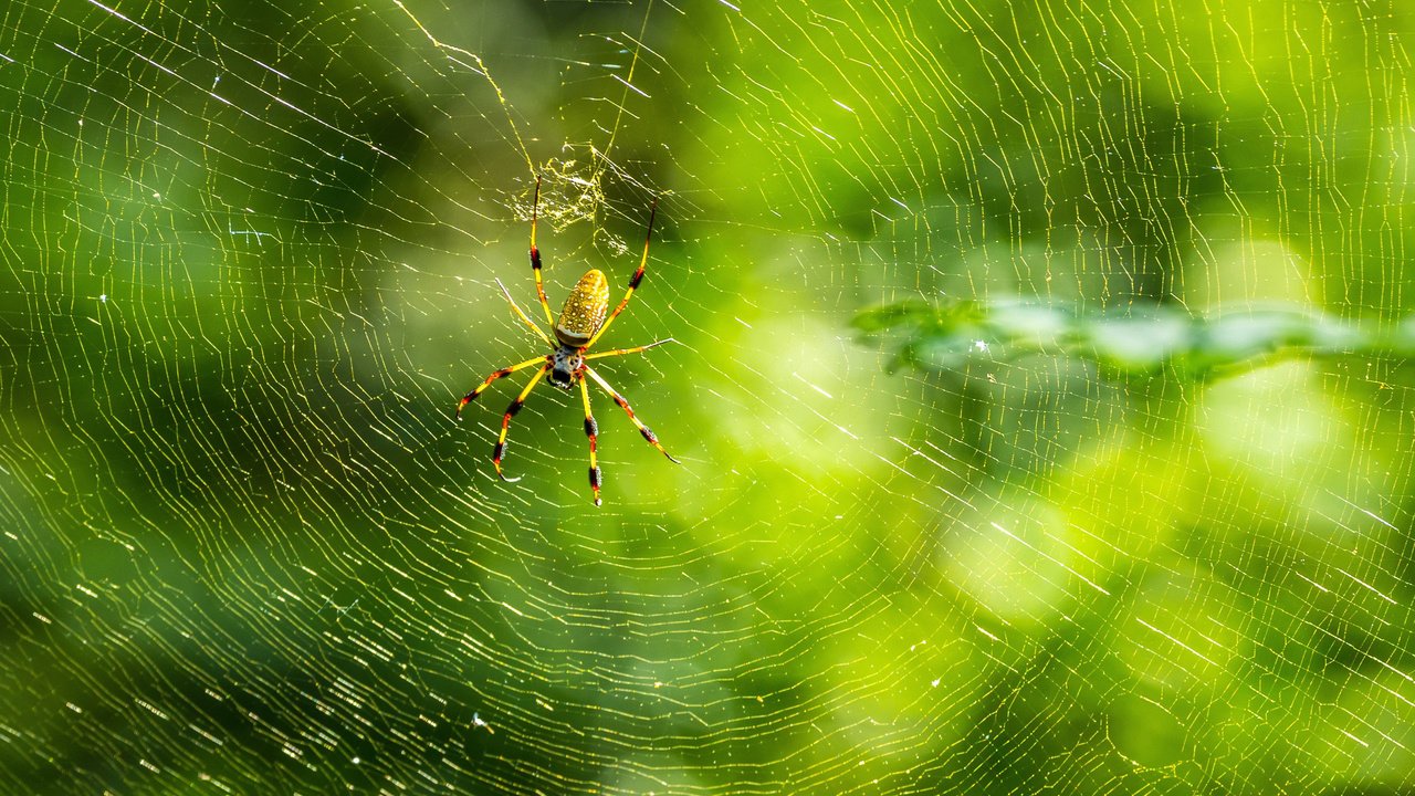 Обои природа, макро, фон, лапы, паук, паутина, nature, macro, background, paws, spider, web разрешение 3000x2032 Загрузить