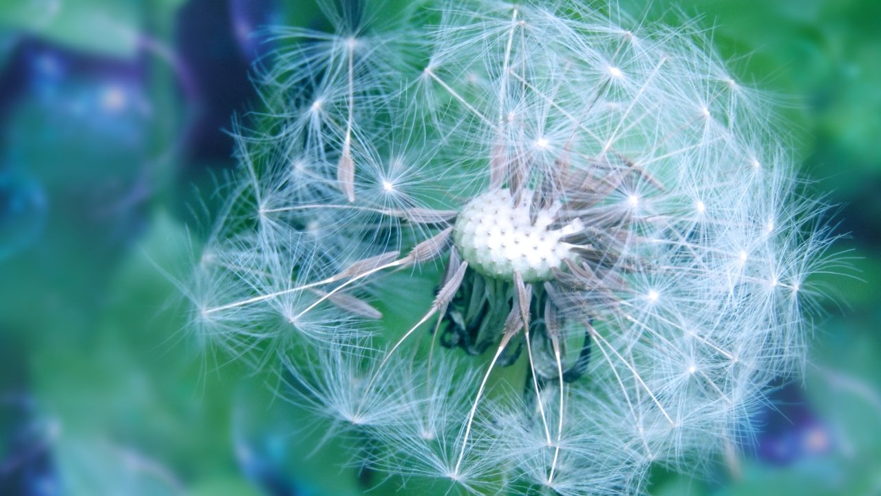 Обои цветы, весна, одуванчик, пушинки, былинки, flowers, spring, dandelion, fuzzes, blade разрешение 2135x1200 Загрузить