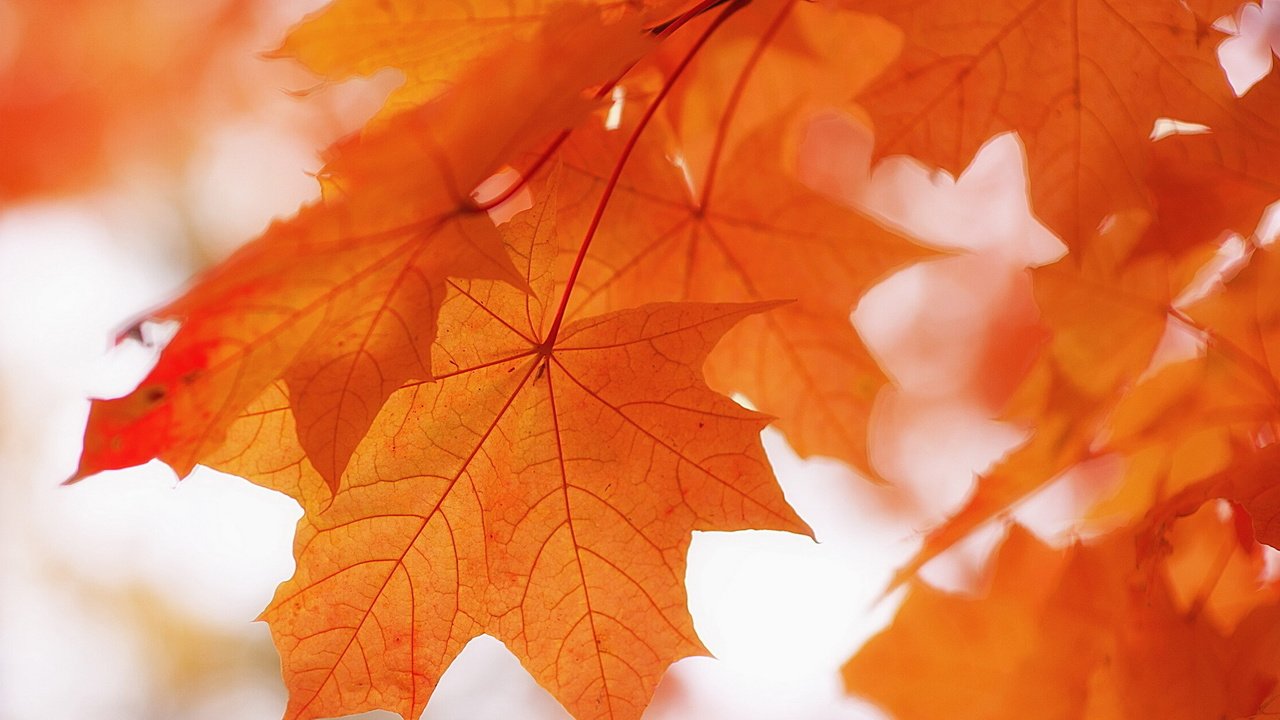 Обои природа, листья, фон, краски, осень, клен, nature, leaves, background, paint, autumn, maple разрешение 1920x1200 Загрузить