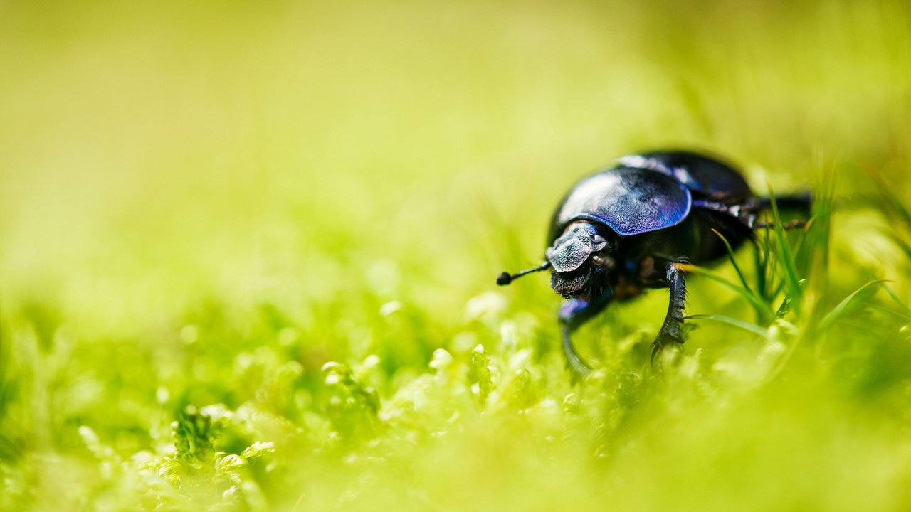 Обои трава, природа, жук, насекомое, усы, лето, размытость, лапки, grass, nature, beetle, insect, mustache, summer, blur, legs разрешение 2048x1365 Загрузить