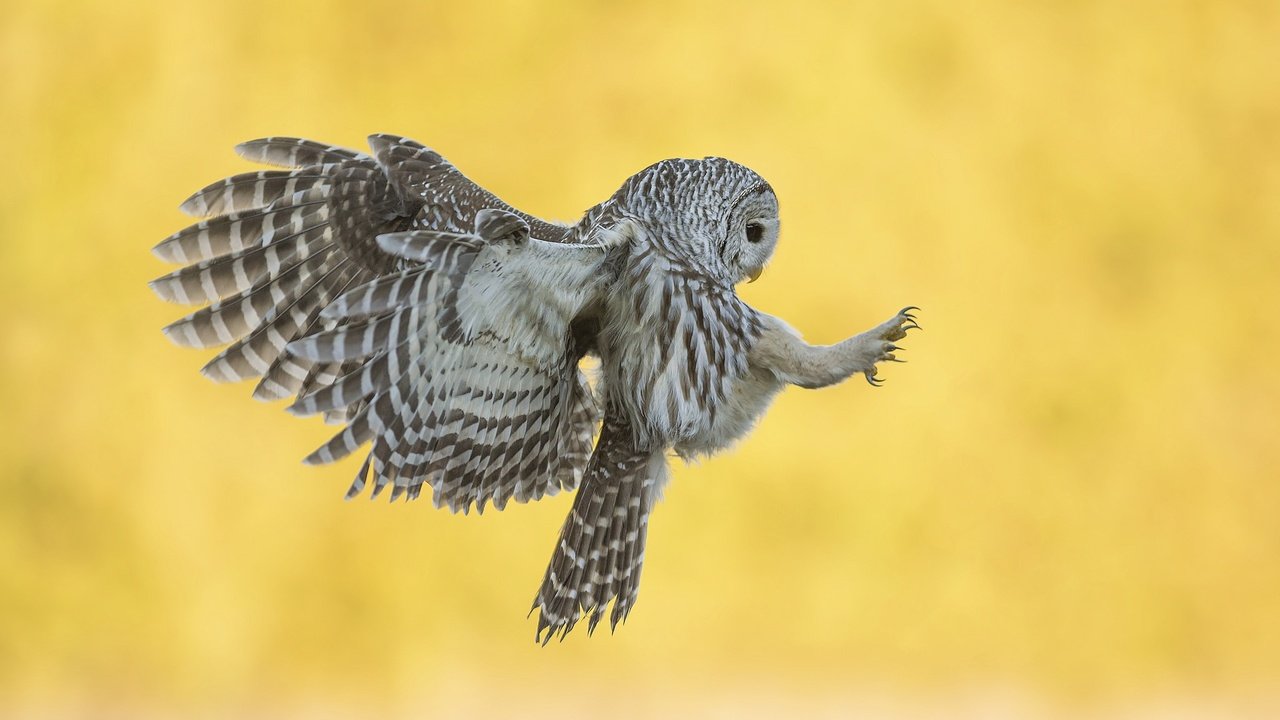 Обои сова, фон, полет, крылья, птица, неясыть, хищная птица, owl, background, flight, wings, bird, bird of prey разрешение 2048x1363 Загрузить