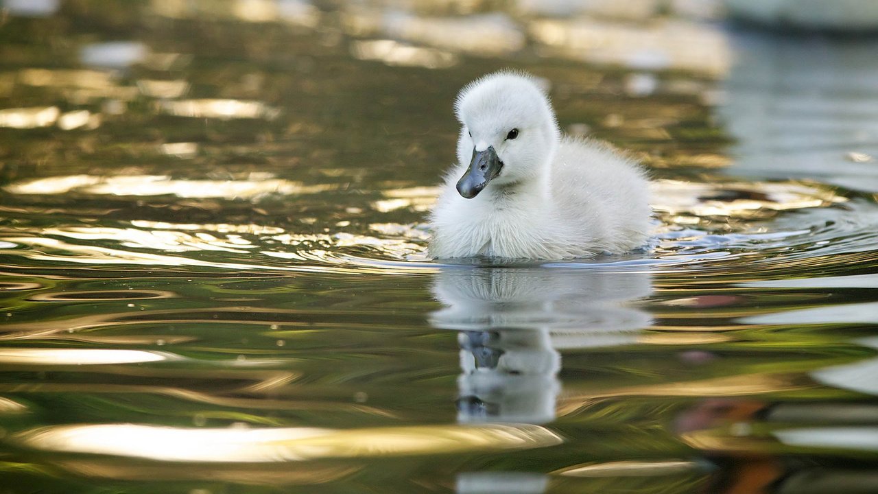 Обои вода, птенец, отражение, птица, малыш, лебедь, лебедёнок, water, chick, reflection, bird, baby, swan, lebedenko разрешение 1920x1200 Загрузить