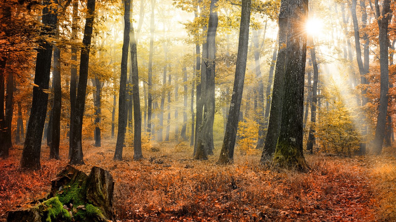 Обои деревья, солнце, природа, лес, листья, осень, trees, the sun, nature, forest, leaves, autumn разрешение 1920x1200 Загрузить