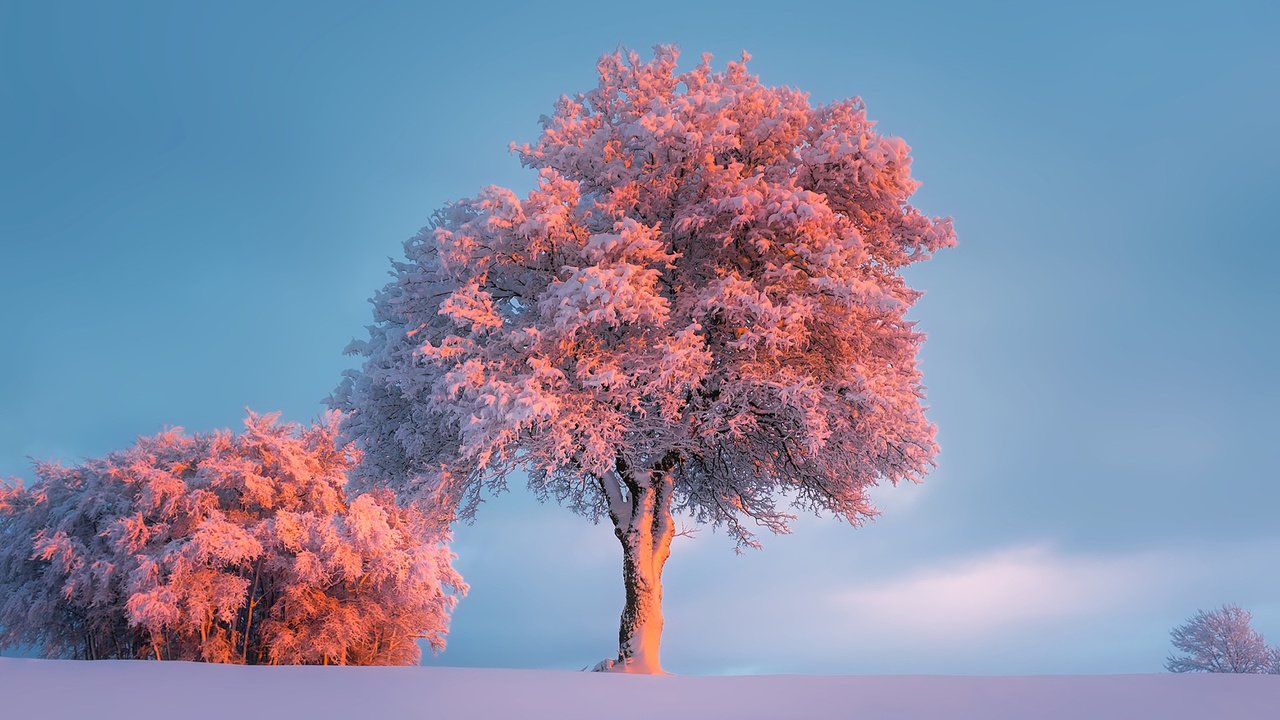 Обои деревья, снег, природа, зима, иней, trees, snow, nature, winter, frost разрешение 1920x1200 Загрузить