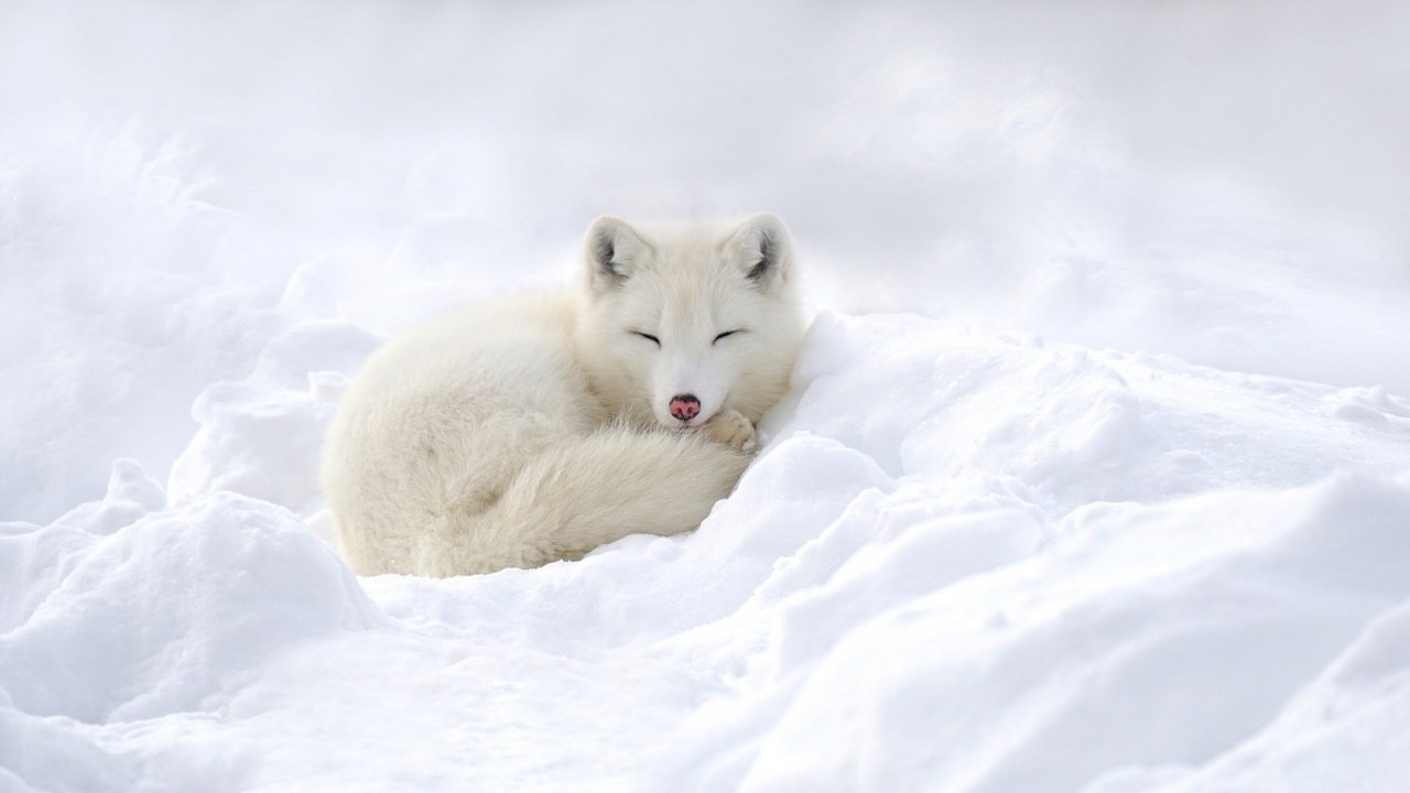 Обои снег, зима, песец, полярная лисица, snow, winter, fox, polar fox разрешение 1920x1080 Загрузить