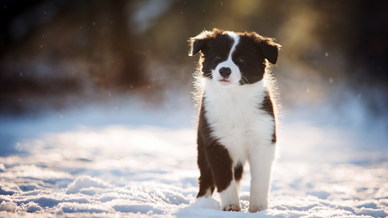 Обои снег, зима, взгляд, собака, щенок, бордер-колли, snow, winter, look, dog, puppy, the border collie разрешение 1920x1200 Загрузить