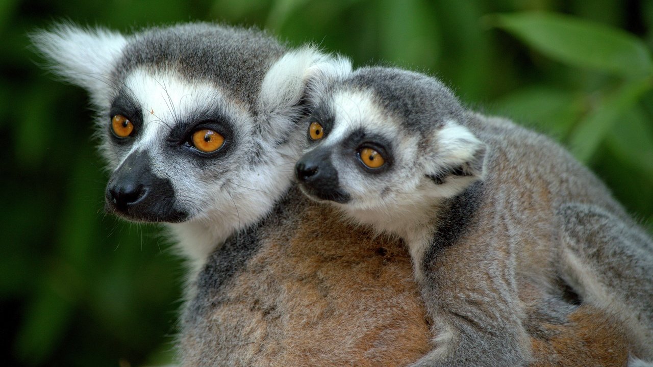 Обои мордочка, взгляд, лемуры, лемур, детеныш, кошачий лемур, катта, muzzle, look, lemurs, lemur, cub, a ring-tailed lemur, katta разрешение 4000x2399 Загрузить