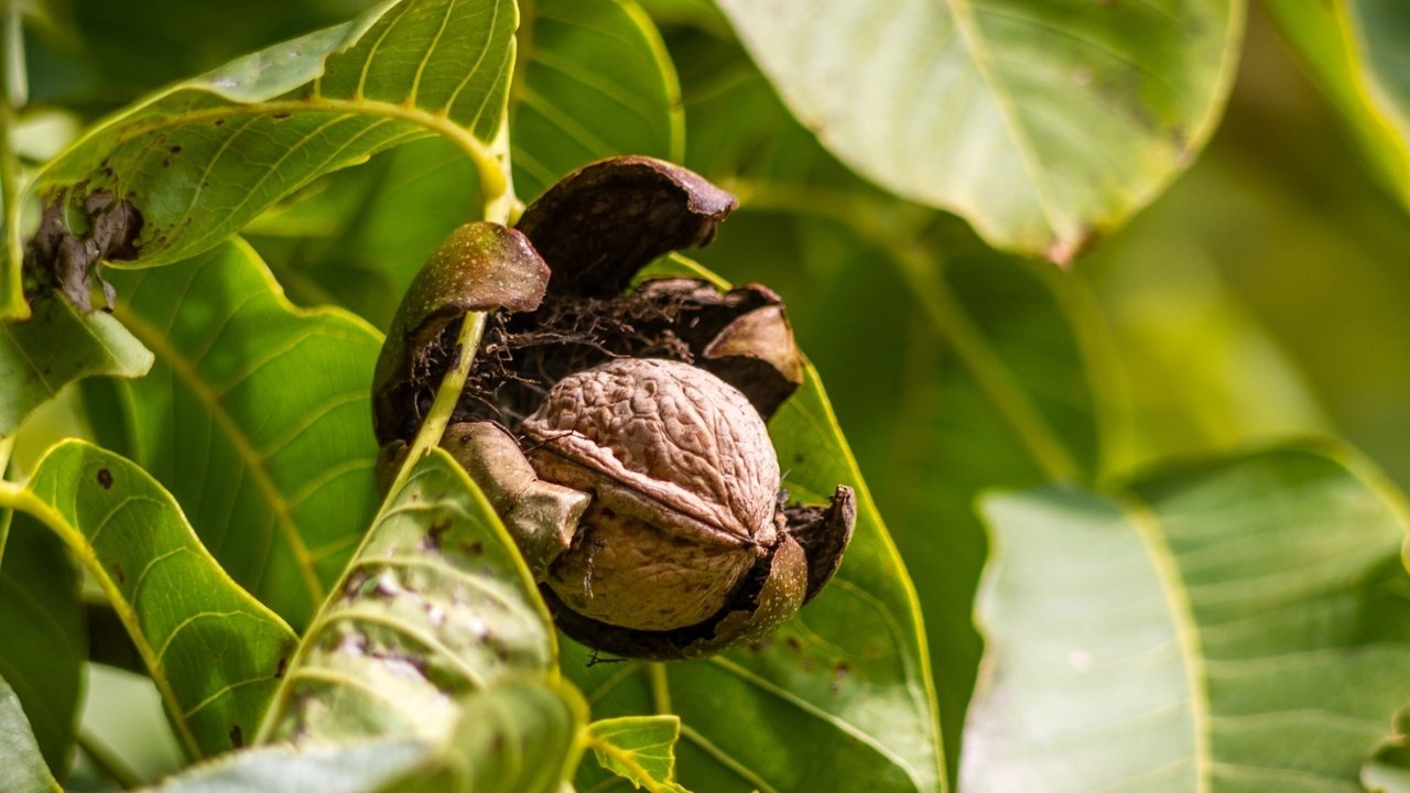 Обои ветка, дерево, листья, орехи, орех, грецкий орех, branch, tree, leaves, nuts, walnut разрешение 1920x1280 Загрузить