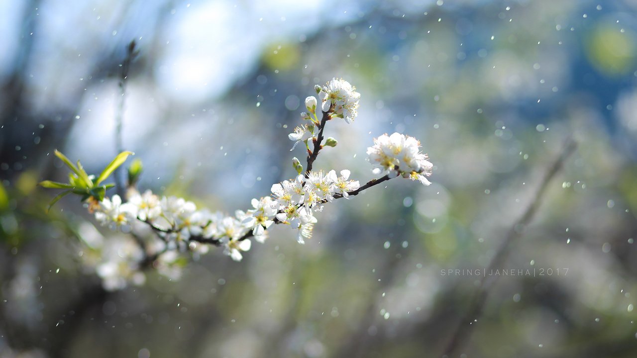 Обои цветы, ветка, цветение, размытость, весна, jane, flowers, branch, flowering, blur, spring разрешение 2560x1600 Загрузить