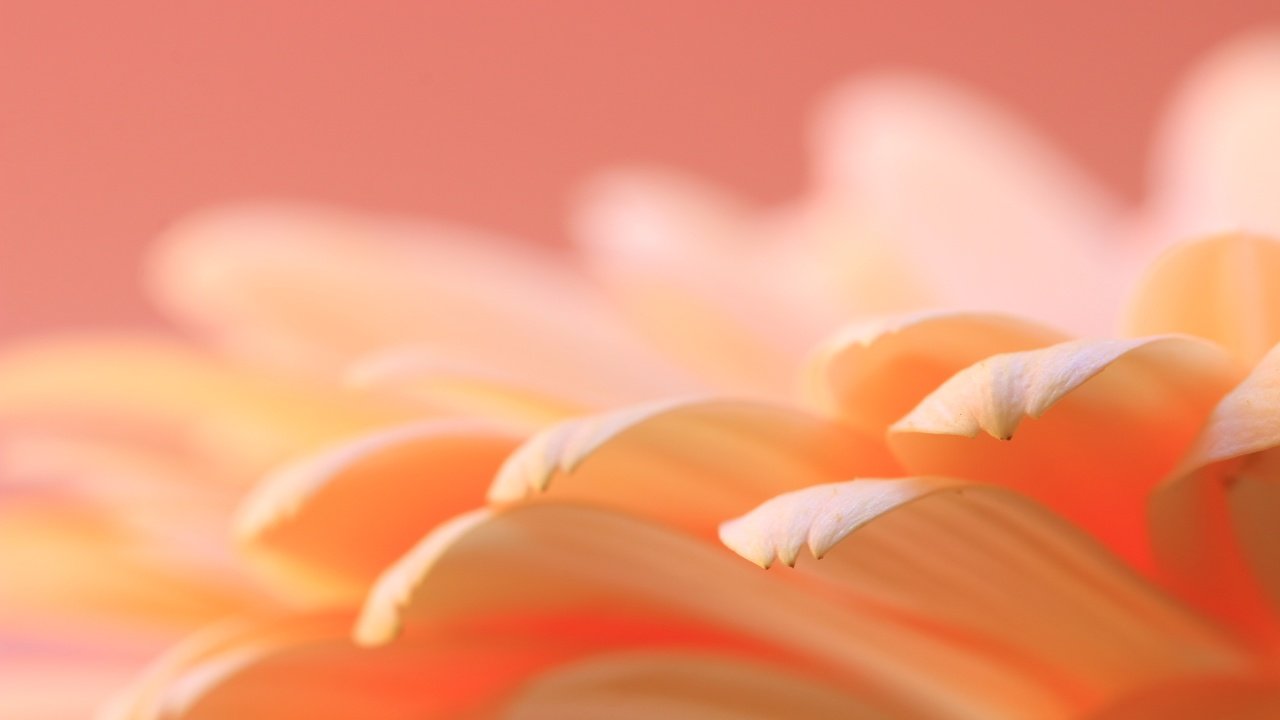 Обои макро, цветок, лепестки, гербера, macro, flower, petals, gerbera разрешение 5472x3648 Загрузить