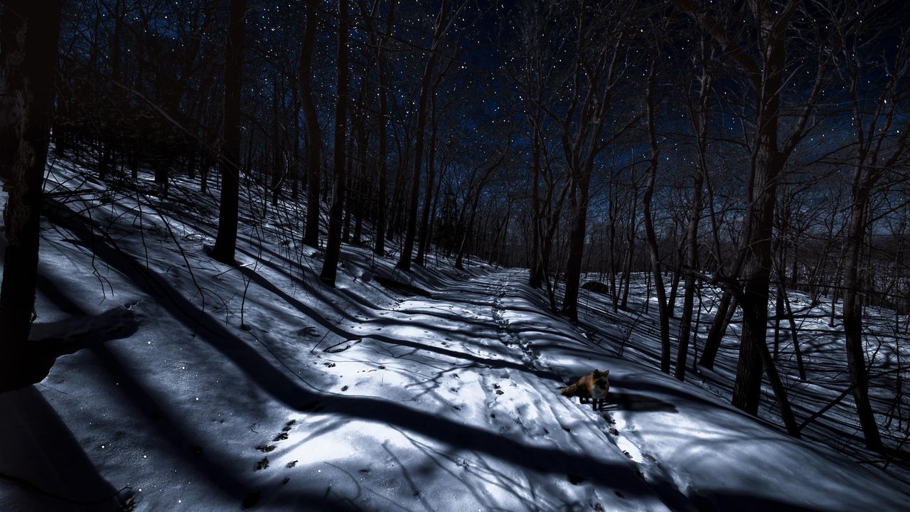 Обои ночь, деревья, снег, лес, зима, лиса, следы, лисица, night, trees, snow, forest, winter, fox, traces разрешение 2048x1365 Загрузить