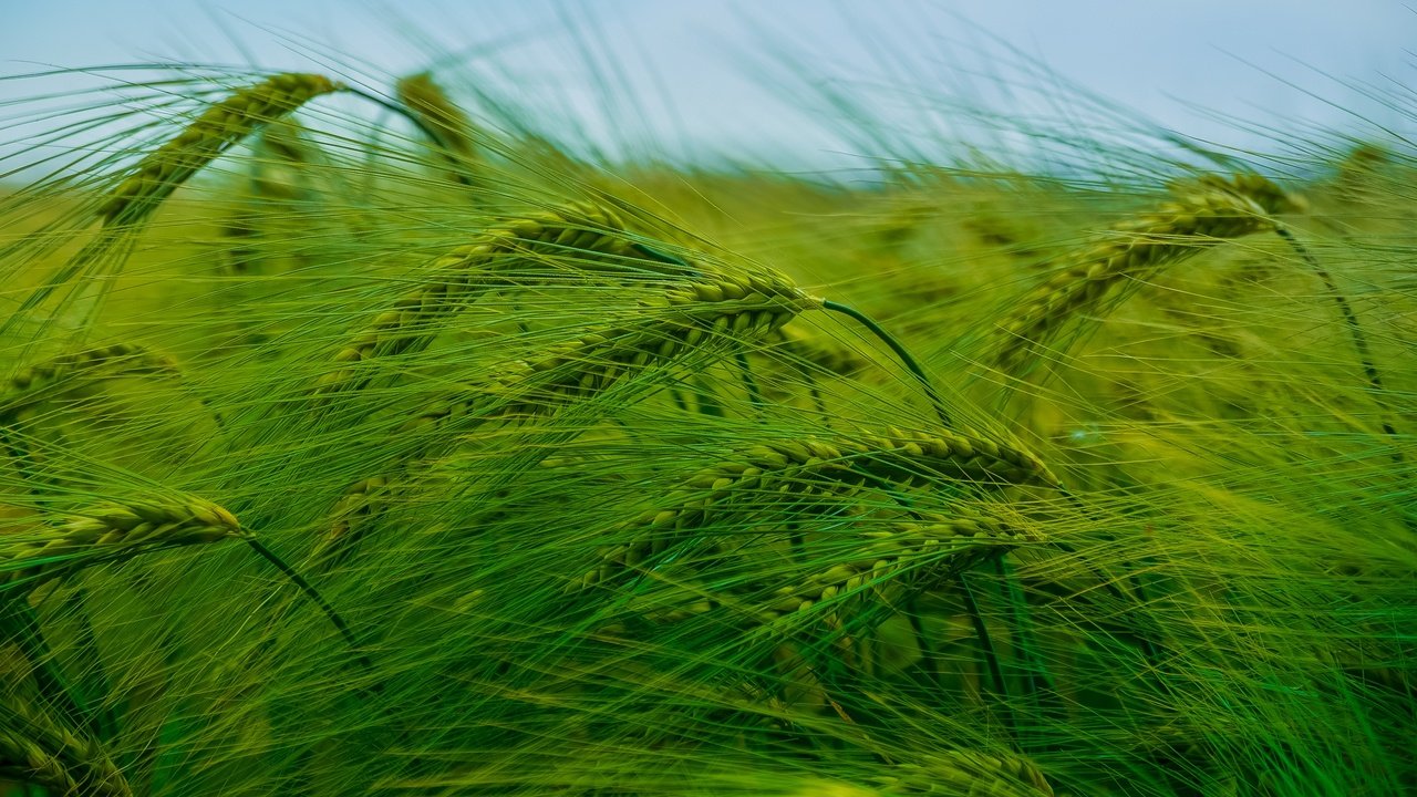 Обои природа, поле, колосья, пшеница, nature, field, ears, wheat разрешение 2923x1644 Загрузить