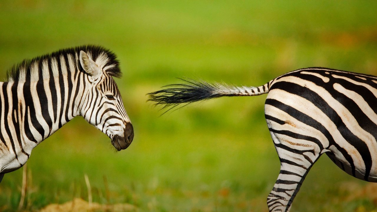 Обои зебра, животные, размытость, африка, юар, zebra, animals, blur, africa, south africa разрешение 1920x1200 Загрузить