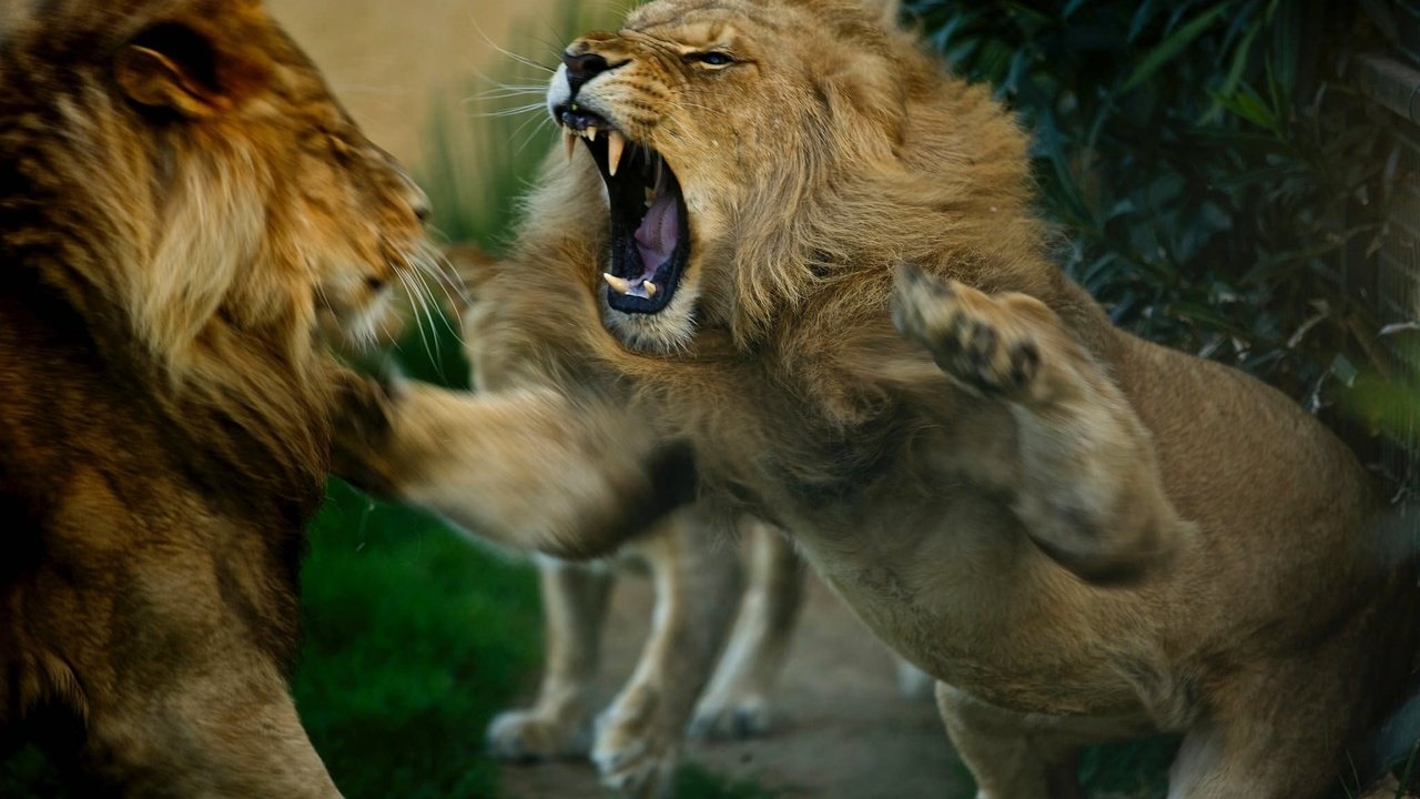 Обои животные, львы, разборки, хищники, драка, animals, lions, showdown, predators, fight разрешение 2048x1247 Загрузить