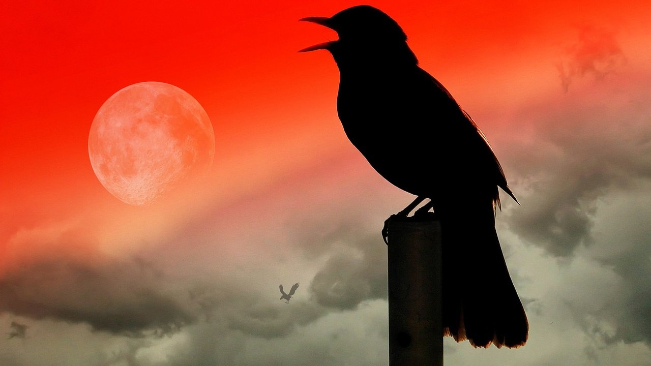 Обои птица, клюв, силуэт, ворон, коллаж, bird, beak, silhouette, raven, collage разрешение 2048x1320 Загрузить
