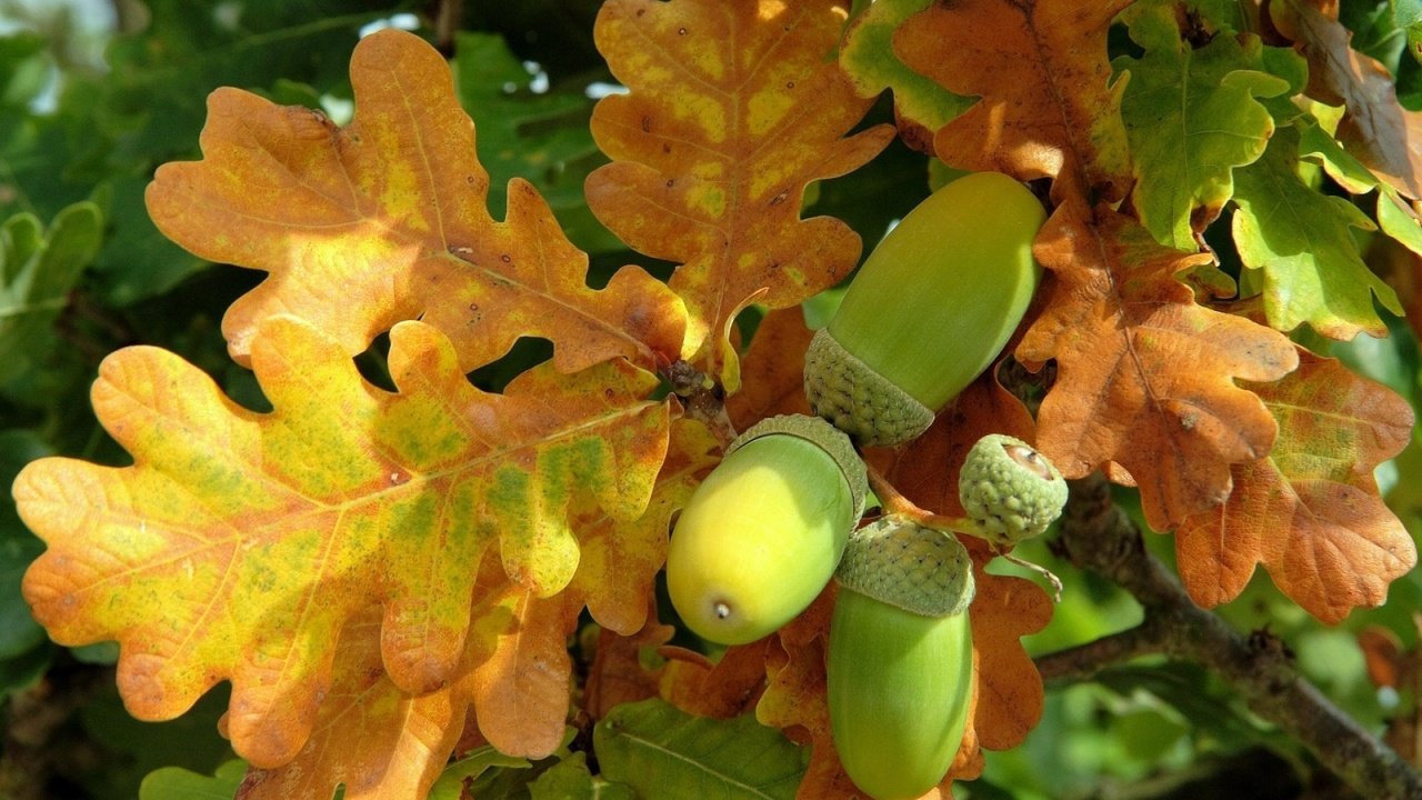 Обои природа, листья, осень, дуб, желудь, дубовый лист, nature, leaves, autumn, oak, acorn разрешение 1920x1200 Загрузить