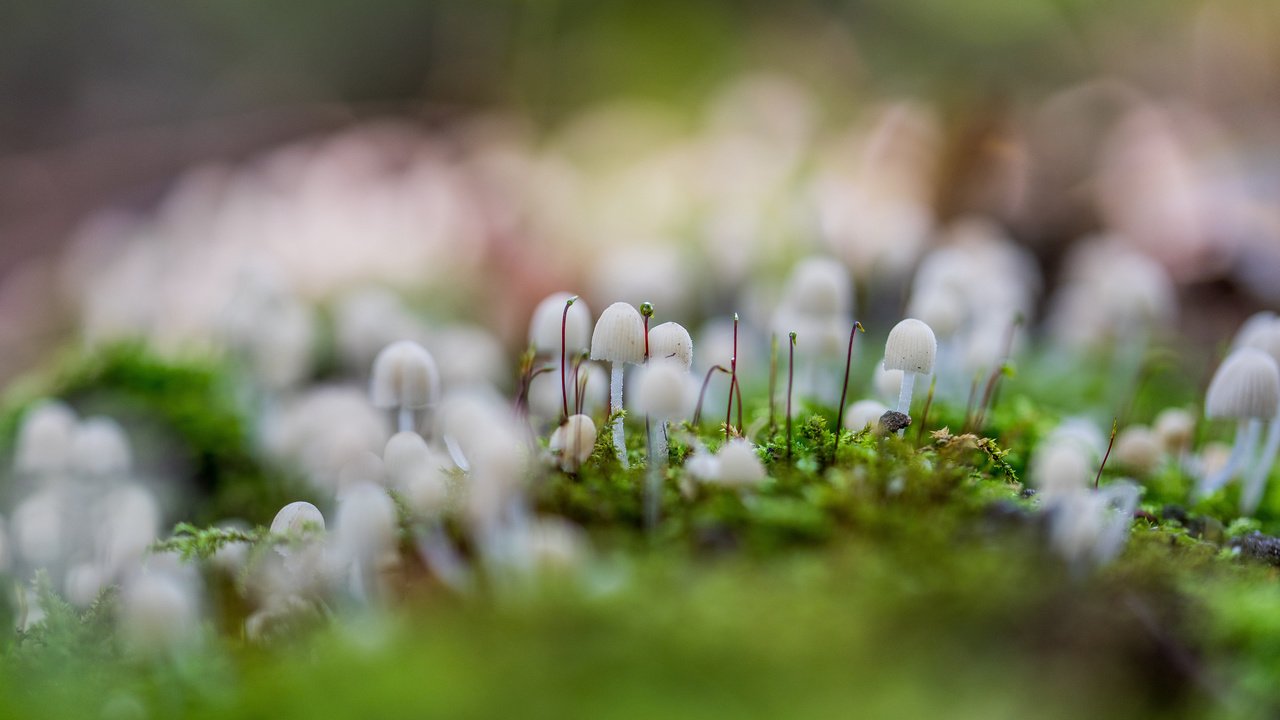 Обои трава, природа, макро, грибы, размытость, мох, поганки, grass, nature, macro, mushrooms, blur, moss, toadstool разрешение 3840x2400 Загрузить