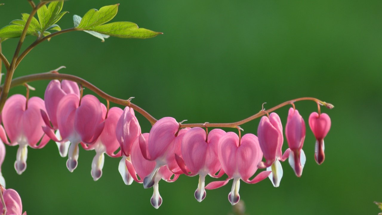 Обои цветы, цветение, макро, розовые цветы, дицентра, разбитое сердце, flowers, flowering, macro, pink flowers, the bleeding heart, broken heart разрешение 4288x2848 Загрузить