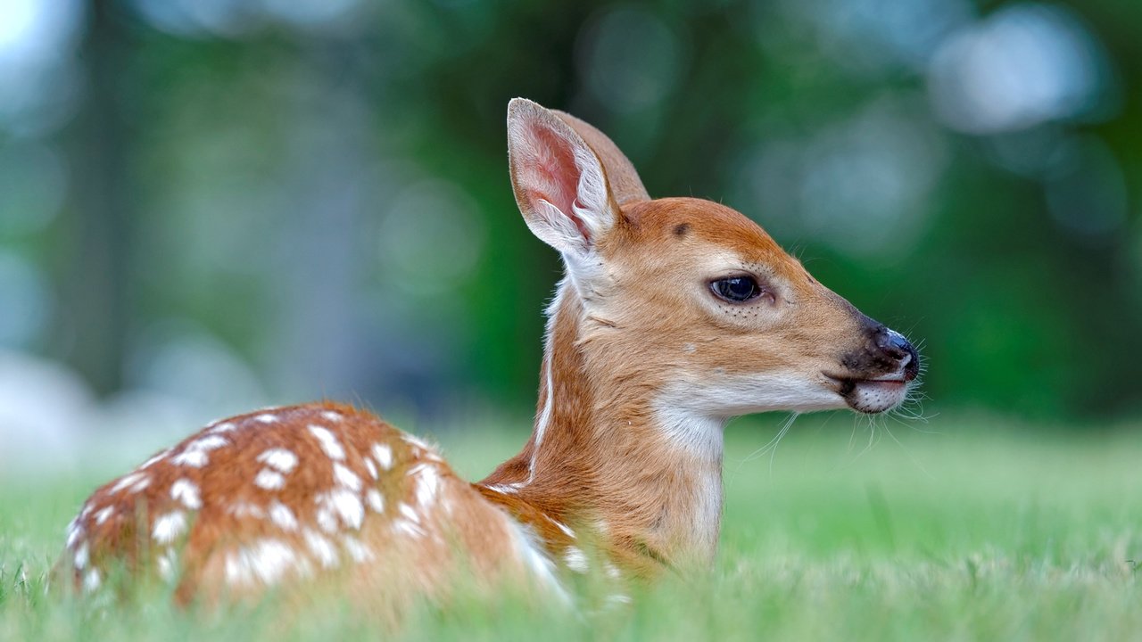 Обои трава, олень, профиль, животное, олененок, peter kefali, grass, deer, profile, animal, fawn разрешение 1920x1200 Загрузить