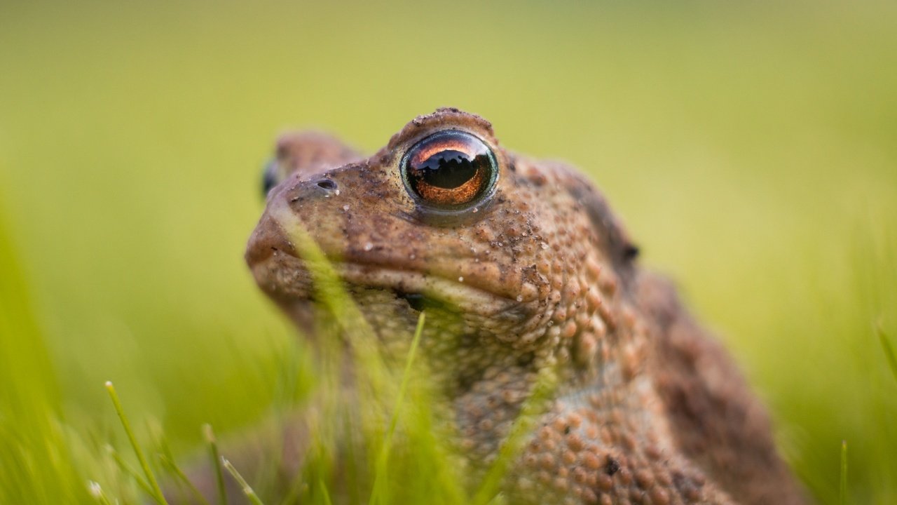 Обои глаза, трава, лягушка, животное, жаба, амфибия, земноводные, eyes, grass, frog, animal, toad, amphibian, amphibians разрешение 2048x1365 Загрузить