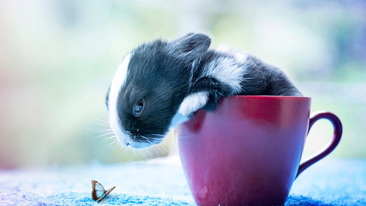 Обои насекомое, бабочка, кружка, кролик, зайчик, insect, butterfly, mug, rabbit, bunny разрешение 1920x1200 Загрузить